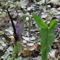 arum_dioscoridis4md (Arum dioscoridis)