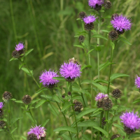 centaurea_jacea_grandiflora2md (Centaurea decipiens)