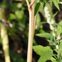 chenopodium_album5md (Chenopodium album)