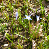 Chionodoxa_forbesii (Chionodoxa forbesii)