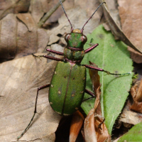 cicindela_campestris4md (Cicindela campestris)