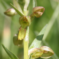 coeloglossum_viride4abd (Dactylorhiza viridis)