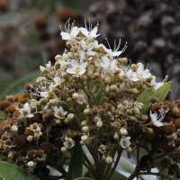 cossinia_pinnata5bd (Cossinia pinnata)