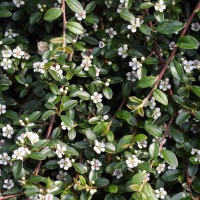 cotoneaster_dammeri2md (Cotoneaster dammeri)