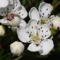 crataegus_monogyna7md (Crataegus monogyna)