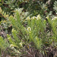 Daphne gnidium (Daphné garou, Sainbois)