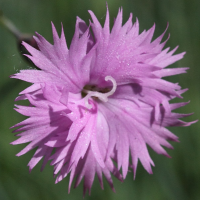 dianthus_turkestanicus2bd (Dianthus turkestanicus)