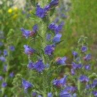 echium_vulgare2md (Echium vulgare)