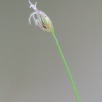 eleocharis_acicularis2md (Eleocharis acicularis)