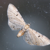 Eupithecia absinthiata (Eupithécie de l'absinthe)