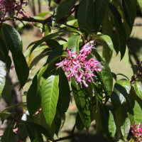 fuchsia_arborescens2md