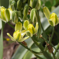 galtonia_viridiflora2md