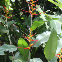 Heliconia farinosa (Héliconia, Héliconie, Balisier)