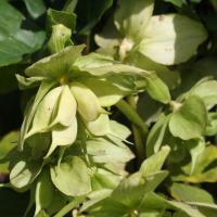 Helleborus niger (Hellébore (Ellébore) noire, Rose de Noël)