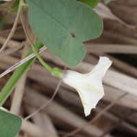 ipomoea_batatas5md