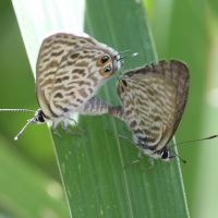 leptotes_pirithous5md