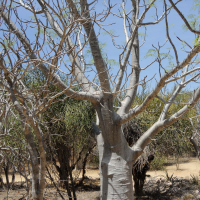 Moringa drouhardii (Moringa)