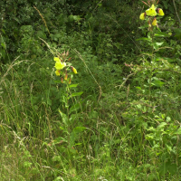 Oenothera_glazioviana f. rubricalyx