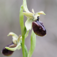 ophrys_arachnitiformis4md