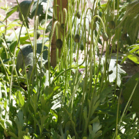 Papaver alpinum ssp. alpinum (Pavot des Alpes)