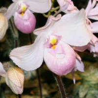 Paphiopedilum delanatii (Paphiopedilum)