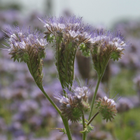 phacelia_tanacetifolia3bd