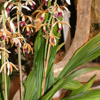 phaius_tankervilleae2md