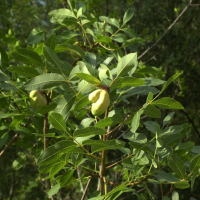 Pistacia terebinthus (Pistachier térébinthe, Térébinthe, Pudis)