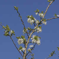 Prunus domestica (Prunier)