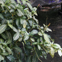 Sanchezia speciosa (Sanchezia)