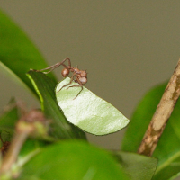 Acromyrmex octospinosus (Fourmi-manioc)
