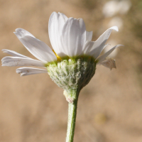 anthemis_maritima2amd (Anthemis maritima)