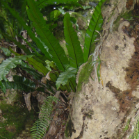 Asplenium nidus (Fougère nid d'oiseau)