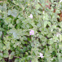 Asystasia_gangetica ssp. gangetica