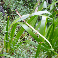 Benthamia latifolia (Benthamia)
