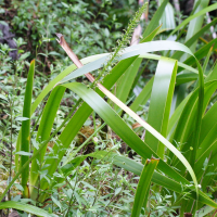 benthamia_latifolia1md (Benthamia latifolia)