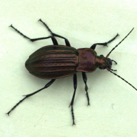 carabus_cancellatus1bmd