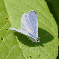 celastrina_argiolus3bd (Celastrina argiolus)