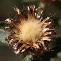 centaurea_pectinata6md (Centaurea pectinata)