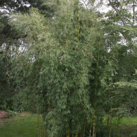 Chusquea breviglumis (Bambou)