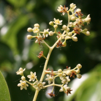 cinnamomum_camphora3md (Cinnamomum camphora)