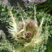 cirsium_spinosissimum2bd (Cirsium spinosissimum)