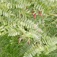 Clianthus puniceus (Clianthus)