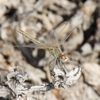 crocothemis_erythraea5bd (Crocothemis erythraea)