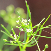 cyclospermum_leptophyllum6md (Cyclospermum leptophyllum)