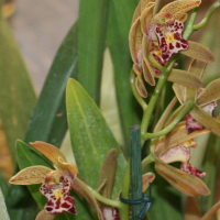 cymbidium_pumilum2md (Cymbidium pumilum)