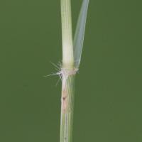 cynodon_dactylon3md (Cynodon dactylon)