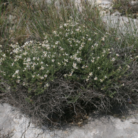 dorycnium_pentaphyllum1md