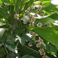 dracaena_fragrans2md