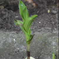 Epipactis helleborine (Epipactis à larges feuilles)